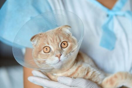 A cat wearing surgery collar held by a vet