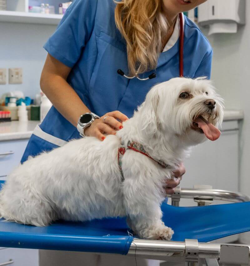 A veterinarian in blue scrubs examining a dog