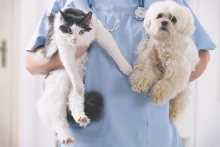A vet holding a cat and a dog