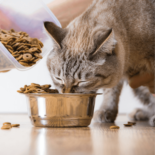 Cat eating from a bowl and a person feeding more food