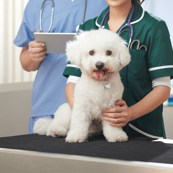 veterinary staff holding a dog on table with vet standing nearby