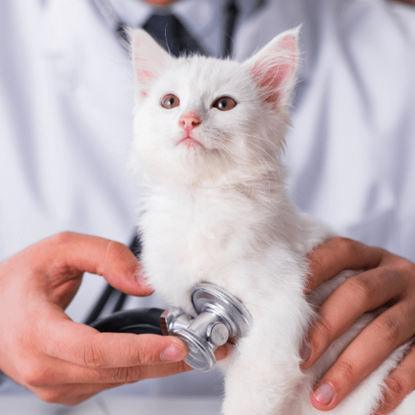 Vet examining a white cat with stethoscope