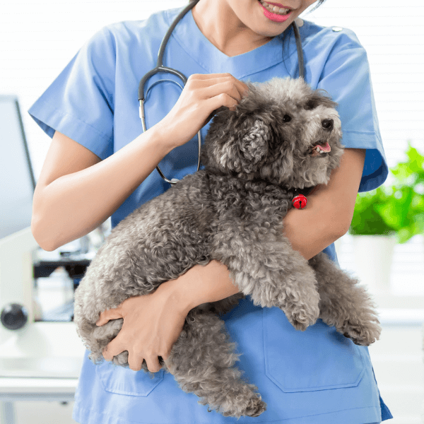 Vet holding a dog in hand and petting it