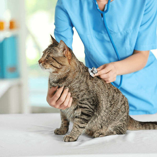 Veterinarian examining a cat sitting sideways on table
