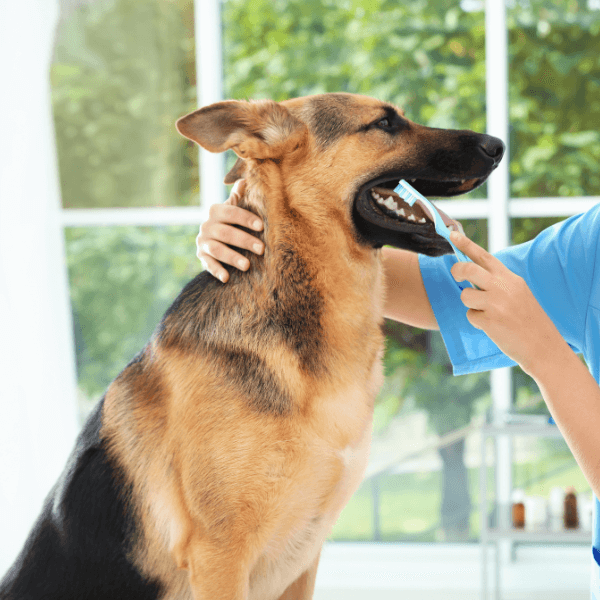 Veterinarian brushing a dog's teeth