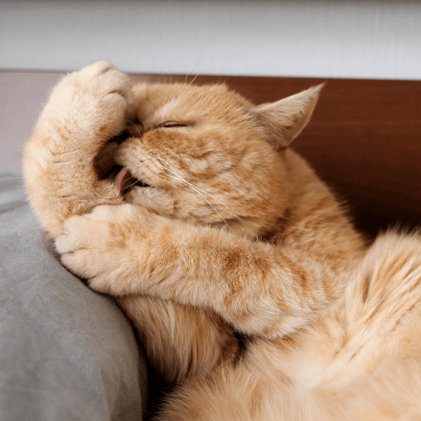 A cat licking its paw with eyes closed