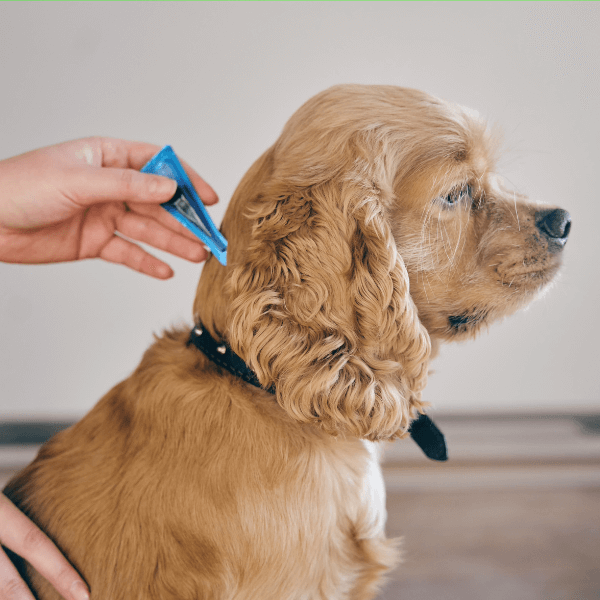 Person applying flea preventive on a dog