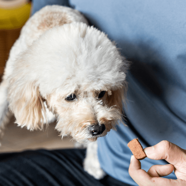 Person feeding a dog with preventive heartworm chewable