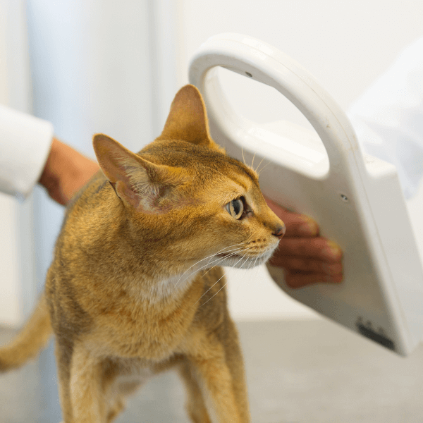 Vet scanning microchip implant of a cat