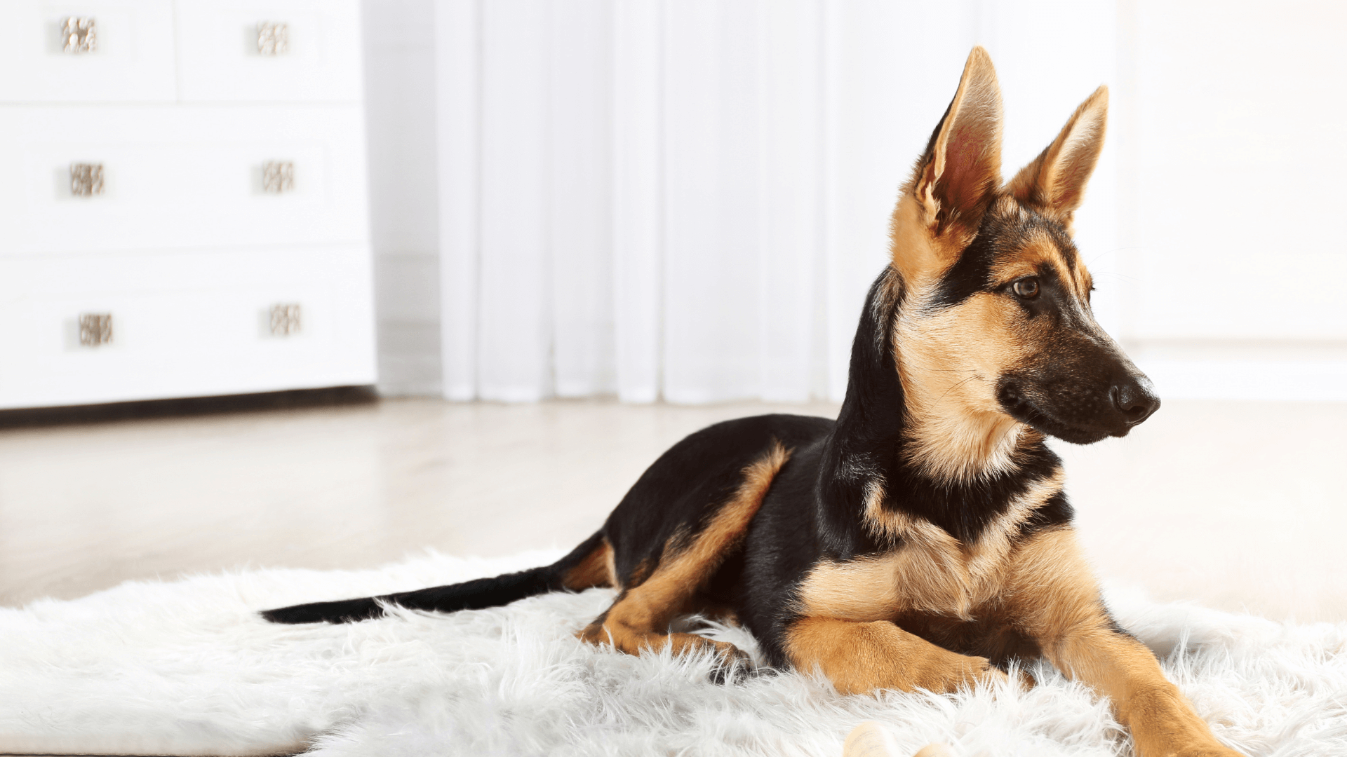 Pet Spaying And Neutering In Fort Lauderdale, FL South Broward Animal