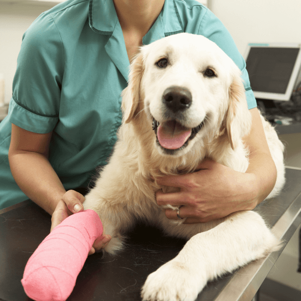 Vet with a dog on table after leg surgery