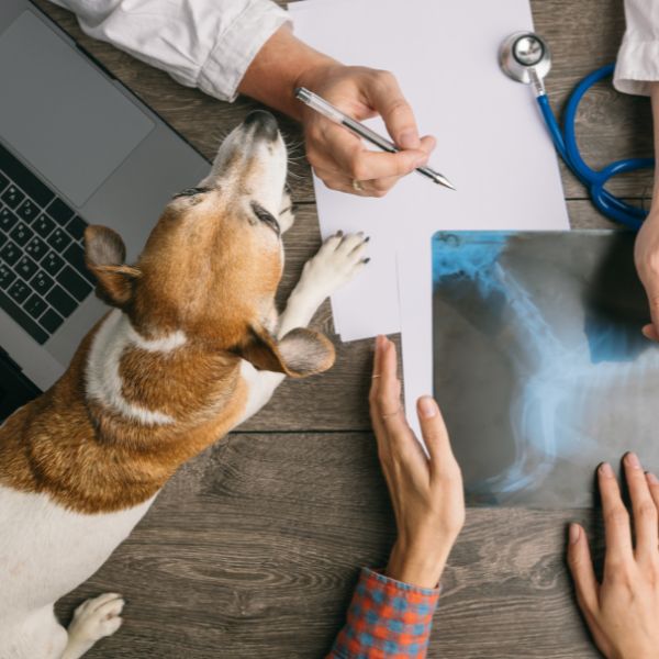 vet discussing a dogs x-ray