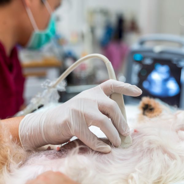 vet doing ultrasound on a dog