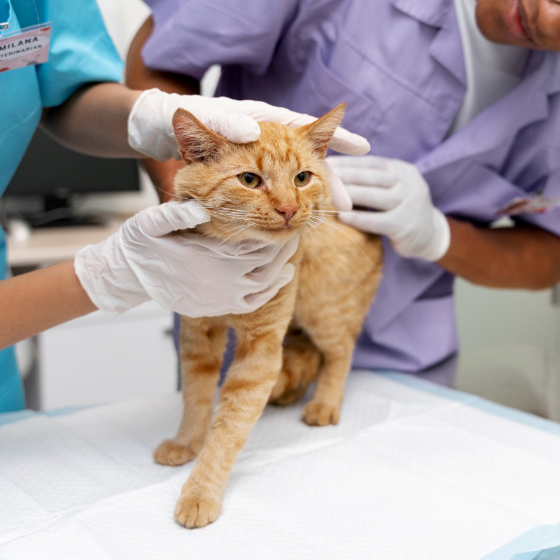 A white cat being examined by a veterinarian