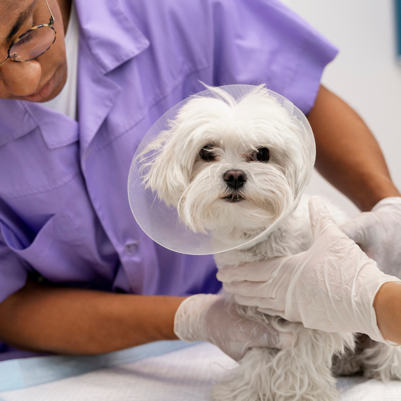 A woman in a blue uniform holds a dog