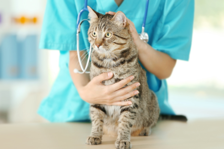 Labrador Dog with Leash Indoors
