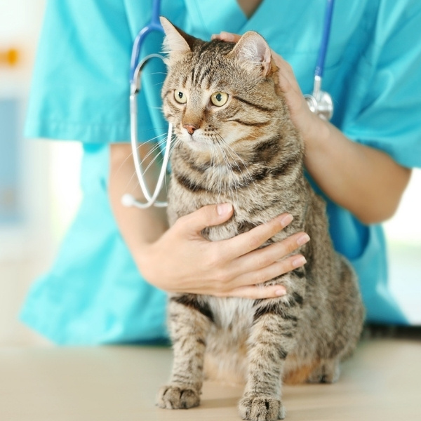 vet-examine-a-cat