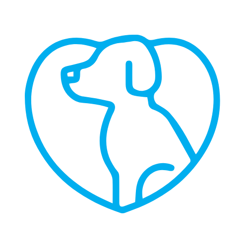 Vet examining a Corgi dog on table