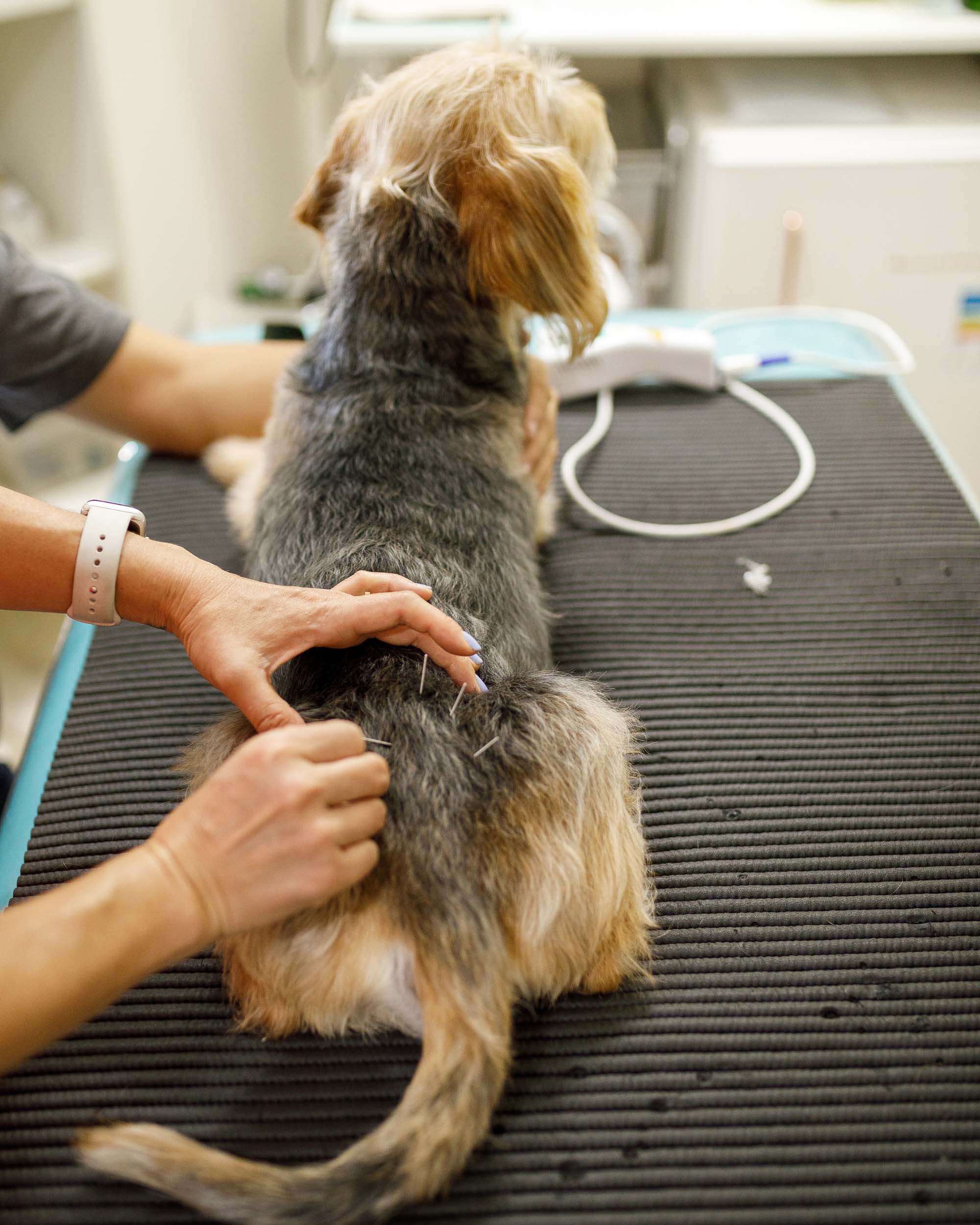 dog receiving acupuncture treatment dog receiving acupuncture treatment