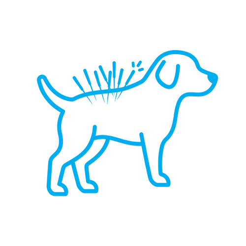Pet Acupuncture icon